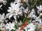 ŚLICZNA MAGNOLIA STELLATA -NASIONA WYSIAĆ TERAZ!