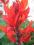 Canna Regal Red