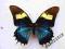 motyl Papilio androgeus androgeus Female from Peru