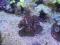 Caulastrea echinulata