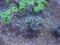Caulastrea furcata (6 główek)