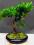 drzewko bonsai - podokarpus prezent
