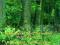 Białowieski Park Narodowy