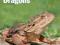 BEARDED DRAGONS POM (PET OWNER'S MANUALS)