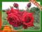 Róża Wielkokwiatowa CZERWONA BUKIETOWA- Kod 397