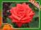 Róża Wielkokwiatowa CZERWONA ROZETOWA- Kod 395
