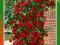 Róża Pnąca CZERWONA Szalkowata---PROMOCJA- Kod 366