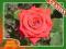 Róża Wielkokwiatowa CZERWONA KRWISTA-TANIO Kod 393