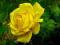 Piękna Róża Żółta, róże pełne uroku