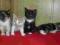 kotki syberyjskie z rodowodem