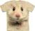 Hamster Face  Chomik - Koszulka The Mountain @ 2XL