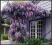 30 dni promocji   WISTERIA NIEBIESKA 20cm     GK