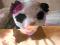 Fur Real Friends Panda Zabawka interaktywna