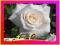 RÓŻA WIELKOKWIATOWA ŚNIEŻNO BIAŁA--WYPRZEDAŻnr 625