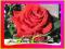 RÓŻA WIELKOKWIATOWA CZERWONA ---WYPRZEDAŻ---nr 616