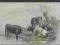 Krowy - Krowa - 1901 rok !
