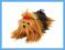 Yorkshire Terrier 35 cm leżący + GRATIS 24h