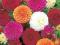 DALIA POMPONOWA GEORGINIA MIX NASIONA  #10NB#