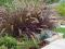 Pennisetum setaceum 'Rubrum' - Rozplenica HIT !!!