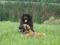 Tresura, szkolenie psa i wypoczynek w Zakopanem