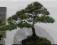 BONSAI drzewko -jałowiec CHIŃSKI -na Prezent
