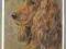 pocztówka COCKER SPANIEL Forelle RUCH lata 50