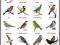 Ptaki śpiewające polska przyroda plansza ZOOLOGIA