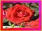 RÓŻA WIELKOKWIATOWA DAMA DE CUR---WYPRZEDAŻ nr 618