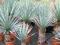 YUCCA ROSTATA MROZOODPORNA najbardziej niebieska 5