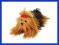 Yorkshire Terrier 35 cm leżący