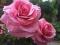Róża wielkokwiatowa Różowa