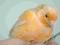Kanarek - samiczki kanarka 2014 kanarki