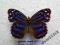 motyl Myscelia ethusa Male rare!