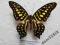 motyl Graphium agamemnon from Palawan Male