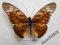 motyl Graphium ridleyanus Male rare dark form!