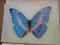 pocztowki z motylami egzotycznymi