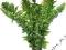 Komodo Ground Plant Boston Fern Large 36 cm