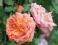Róża pnąca pomarańczowa - OBFITE KWITNIENIE