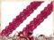 Koronka bawełniana fuksja 12 mm 1 m
