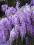 WISTERIA CHIŃSKA  GLIYCNIA- pakiet 5szt. kopanych