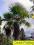 PALMA MROZOODPORNA TRACHYCARPUS LATISECTUS RZADKA