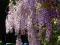 GIRLANDY KWIATÓW Glicynia chińska Wisteria SADZONK