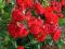 róża, róże pnąca paul scarlet czerwona odporna!!!