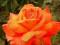 róże ,róża w kolorze pomarańczy-PROMOCJA!!