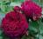 Róża wielkokwiatowaBURGUND