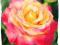 Róża rabatowa różowa - żółta
