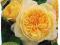 Róża wielkokwiatowa żólta