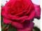 Róża wielkokwiatowa CZERWONA