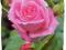Róża rabatowa RÓŻOWA