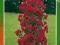 Róża pnąca CZERWONA STOŻEK--DUŻA SADZONKA- kod 363